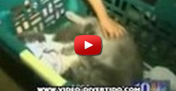 Gato de duas cabecas